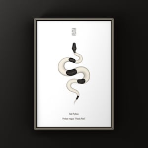 May include: Framed print showing a stylized illustration of a Ball Python, Python regius "Panda Pied". The snake is white with black markings, against a white backdrop. The print includes text and a decorative symbol, all within a frame.