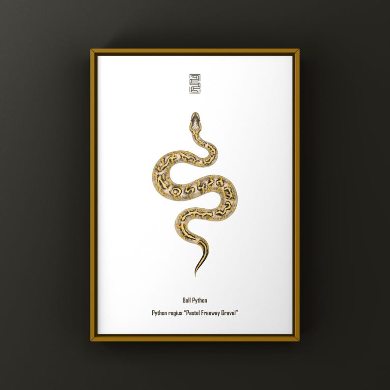 Pastel Freeway Gravel Ball Python Python regius art print by The Morph Archive, multi-gene snake artwork by Mingo X.