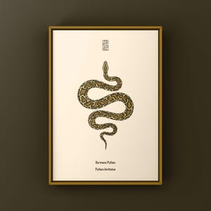 Burmese Python Python bivittatus art print by The Morph Archive, large snake artwork by Mingo X.