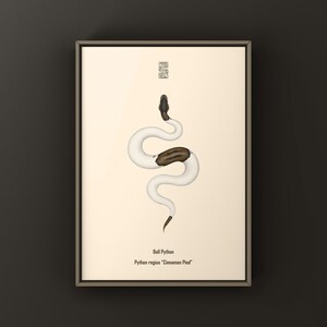 Cinnamon Pied Ball Python Python regius art print by The Morph Archive, piebald snake artwork by Mingo X.
