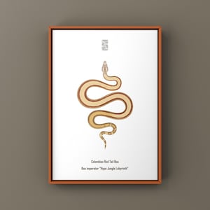 Hypo Jungle Labyrinth Red Tail Boa Art Print (Boa imperator), Brightened Morph Boa Illustration Featuring High Luminosity