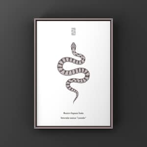 Lavender Western Hognose Snake Art Print (Heterodon nasicus), Snake Illustration Featuring Clean Minimal Biological Art