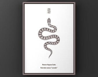 Lavender Western Hognose Snake Art Print, Minimal Biological Illustration