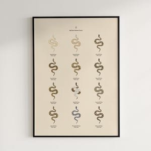 Ball Python poster series 1 Python regius morph collection art print by The Morph Archive, snake artwork by Mingo X.