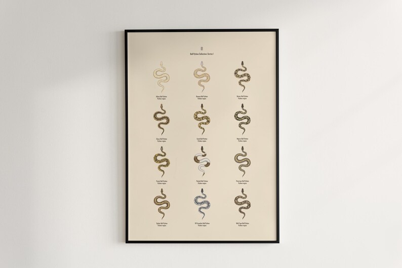 Ball Python poster series 1 Python regius morph collection art print by The Morph Archive, snake artwork by Mingo X.