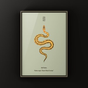 Desert Ghost G-stripe Ball Python Python regius art print by The Morph Archive, ball python morph illustration by Mingo X.