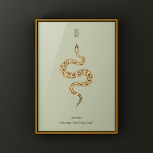 Pastel Freeway Gravel Ball Python Python regius art print by The Morph Archive, multi-gene snake artwork by Mingo X.