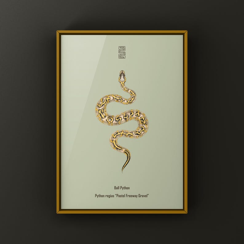 Pastel Freeway Gravel Ball Python Python regius art print by The Morph Archive, multi-gene snake artwork by Mingo X.