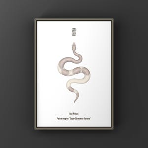 Stampa artistica Super Cinnamon Banana Ball Python (Python regius), illustrazione di un pitone di design multi-gene con un motivo complesso