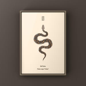 Kraken Ball Python Python regius art print by The Morph Archive, detailed morph python artwork.