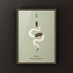 Cinnamon Pied Ball Python Python regius art print by The Morph Archive, piebald snake artwork by Mingo X.