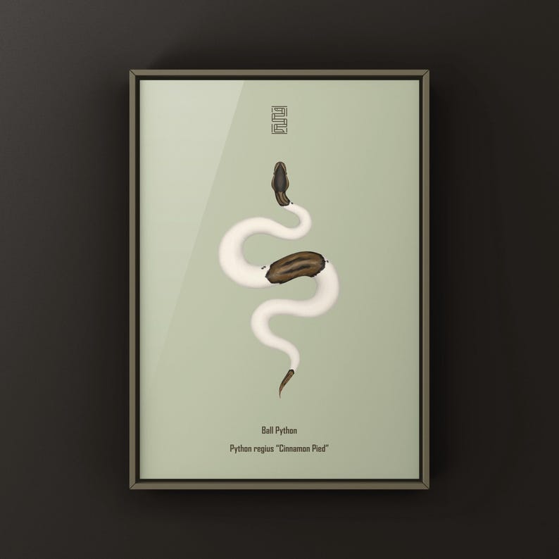 Cinnamon Pied Ball Python Python regius art print by The Morph Archive, piebald snake artwork by Mingo X.