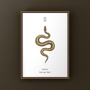 May include: A framed print showing a detailed illustration of a Ball Python, Python regius "Spider". The snake is depicted in brown and tan against a white background. The print includes text at the top and bottom.