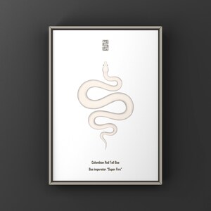 Super Fire Colombian Red Tail Boa Art Print, Boa constrictor imperator, Brightened Morph Boa Illustration Featuring High Luminosity