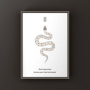 May include: A framed print featuring a white Western Hognose snake with black spots in a serpentine pose. Above the snake is a small square geometric symbol. Below the snake, the text reads Western Hognose Snake and Heterodon nasicus Super Arctic Anaconda.