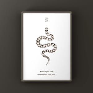 Super Arctic Western Hognose Snake Print, Minimal Biological Illustration