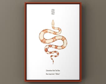 Lámina artística de boa de cola roja colombiana albina (Boa imperator), ilustración biológica, decoración de pared con forma de serpiente.