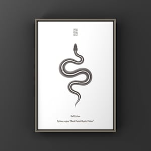 May include: Framed art print showing a stylized illustration of a ball python. The snake is depicted in shades of grey with a white stripe, set against a white background. The text "Ball Python" and "Python regius 'Black Pastel Mystic Potion'" are at the bottom.