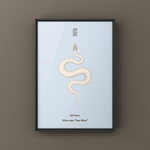 Super Mojave Ball Python Python regius art print by The Morph Archive, leucistic snake artwork by Mingo X.