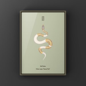 Banana Pied Ball Python Python regius art print by The Morph Archive, colorful piebald snake artwork by Mingo X.