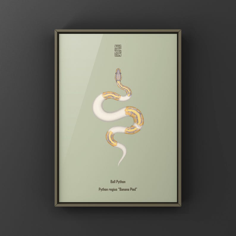 Banana Pied Ball Python Python regius art print by The Morph Archive, colorful piebald snake artwork by Mingo X.