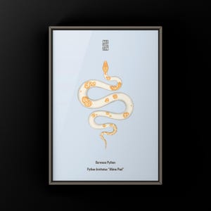Albino Pied Burmese Python Python bivittatus art print by The Morph Archive, python illustration by Mingo X.