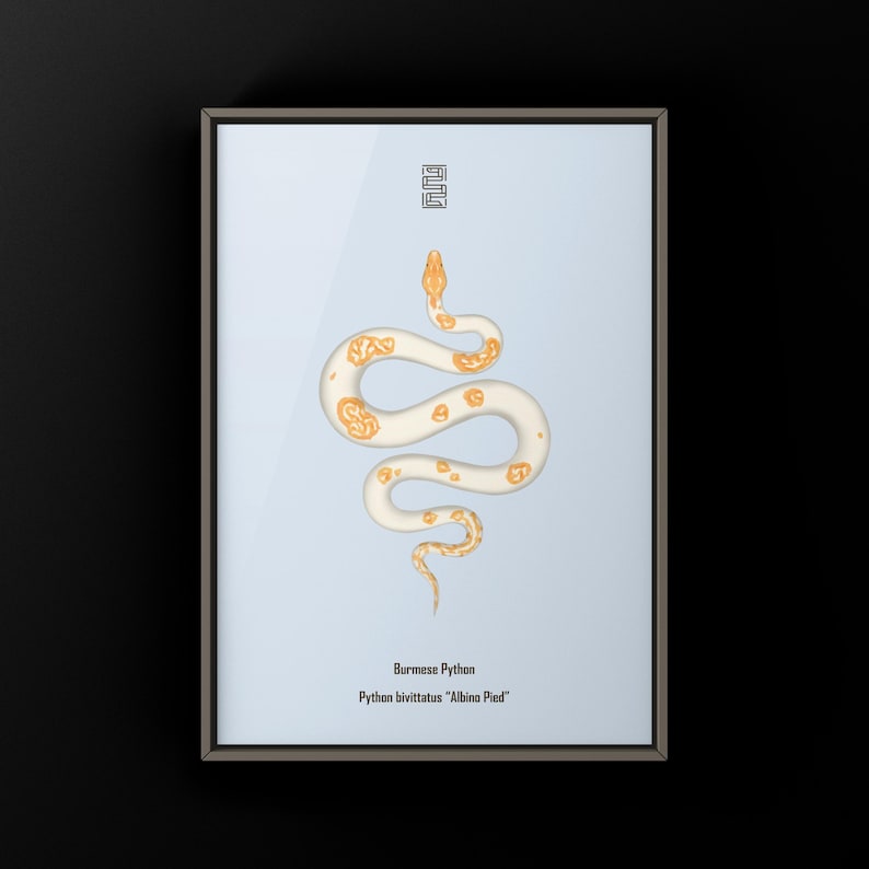 Albino Pied Burmese Python Python bivittatus art print by The Morph Archive, python illustration by Mingo X.