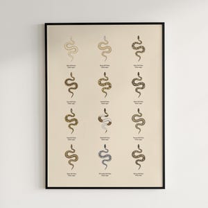 Ball Python poster series 1 Python regius morph collection art print by The Morph Archive, snake artwork by Mingo X.
