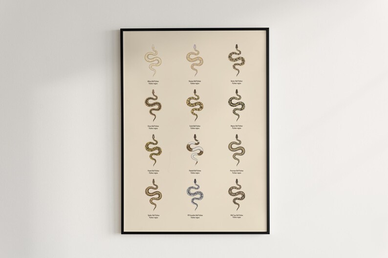 Ball Python poster series 1 Python regius morph collection art print by The Morph Archive, snake artwork by Mingo X.