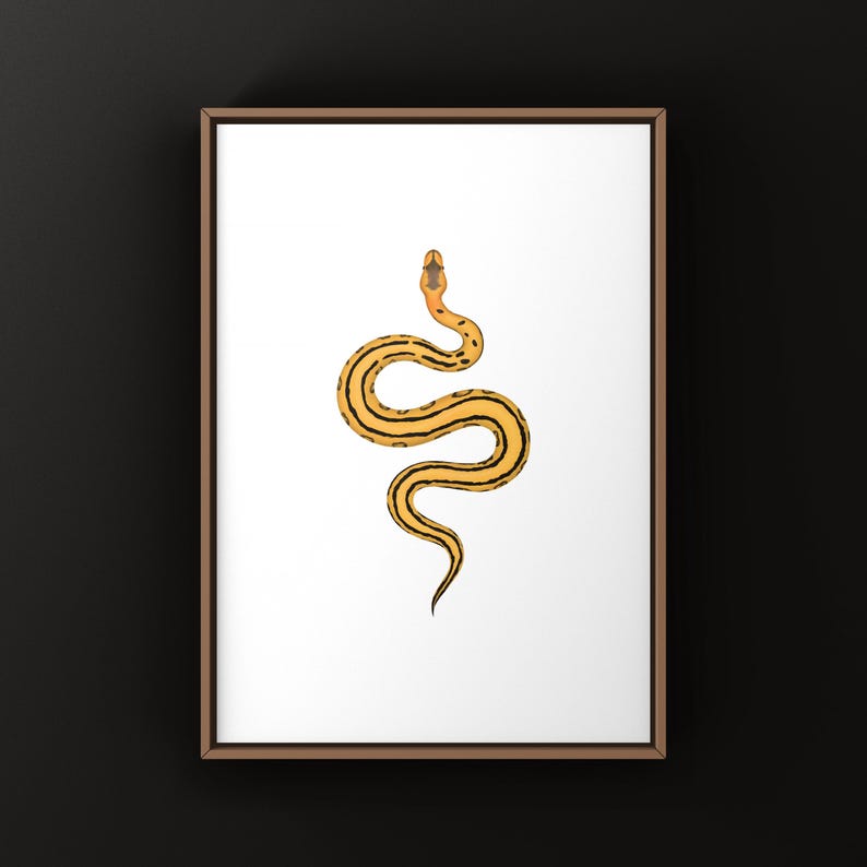 Desert Ghost G-stripe Ball Python Python regius art print by The Morph Archive, ball python morph illustration by Mingo X.