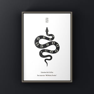 Op de afbeelding: Een ingelijste print met een gestileerde illustratie van een Colombiaanse Rode Staart Boa. De zwarte slang heeft witte en zwarte markeringen en is opgerold op een witte achtergrond. De tekst "Colombian Red Tail Boa" en "Boa imperator 'IMG Motley Parchet'" staat onderaan.