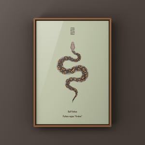 Kraken Ball Python Python regius art print by The Morph Archive, detailed morph python artwork.