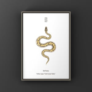 May include: A framed print showing a detailed illustration of a Ball Python, with a yellow and brown pattern. The snake is centered on a white background, with text below identifying the species and morph. The frame is a neutral colour, and the background is dark.