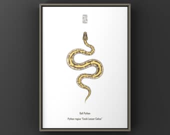 Impresión artística de pitón bola calicó menor de Enchi, ilustración biológica, decoración de pared con serpientes
