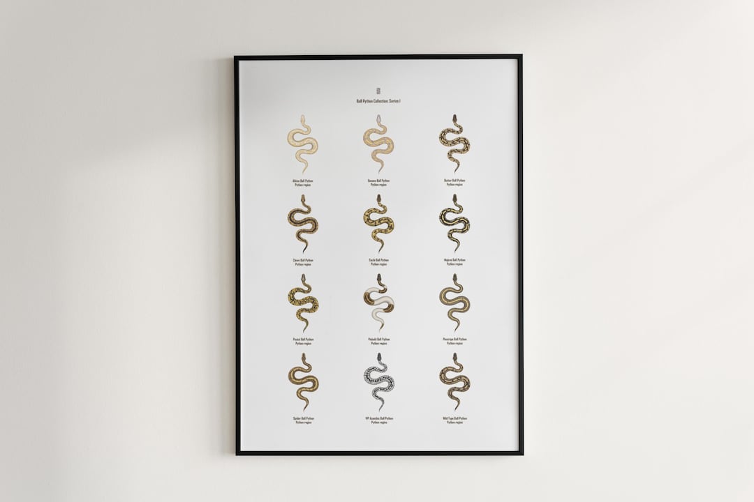 Ball Python Series 1 Poster, Reptile Wall Art, 12 Morphs Identification ...