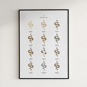 Poster Python boule série 1, oeuvre d'art murale reptile, carte d'identification de 12 formes, décor de reptile exotique, par les archives de la morphologie