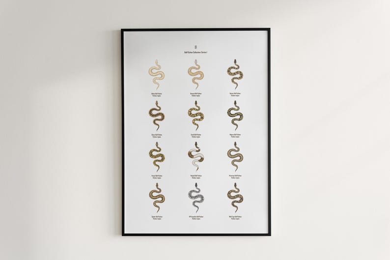 Ball Python poster series 1 Python regius morph collection art print by The Morph Archive, snake artwork by Mingo X.