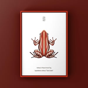 Anthony’s Poison Arrow Frog (Epipedobates anthonyi “Santa Isabel”) Art Print, Biological Illustration, Snake Wall Decor