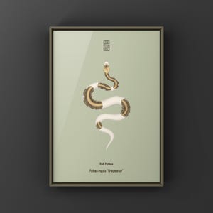 Greymatter Ball Python Python regius art print by The Morph Archive, ball python morph illustration by Mingo X.