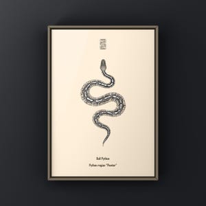 Pewter Ball Python Python regius art print by The Morph Archive, snake morph artwork by Mingo X.