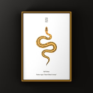 Può includere: Stampa incorniciata con un'illustrazione stilizzata di un pitone reale. Il serpente è giallo e marrone con segni neri, su sfondo bianco. Il testo "Ball Python" e "Python regius 'Desert Ghost G-stripe'" è in basso.