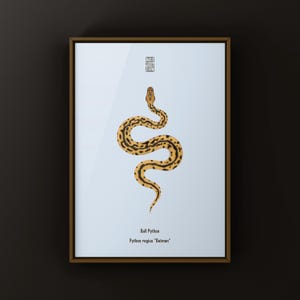 Batman Ball Python Python regius art print by The Morph Archive, designer snake artwork by Mingo X.