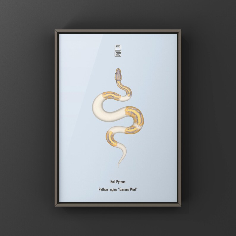 Banana Pied Ball Python Python regius art print by The Morph Archive, colorful piebald snake artwork by Mingo X.