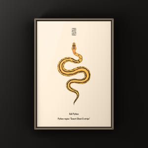 Desert Ghost G-stripe Ball Python Python regius art print by The Morph Archive, ball python morph illustration by Mingo X.
