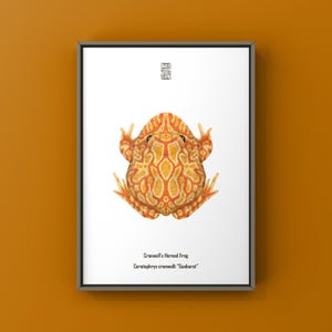 Sunburst Pacman Frog Art Print (Ceratophrys cranwelli), Bright Tree Frog Biological Nature Illustration