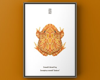Sunburst Pacman Frog Art Print (Ceratophrys cranwelli), Bright Tree Frog Biological Nature Illustration