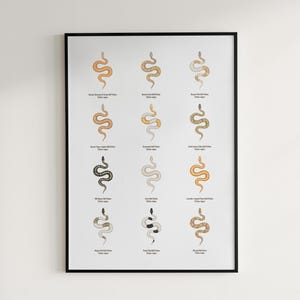 Ball Python poster series 2 Python regius advanced morph collection art print by The Morph Archive, designer snake artwork by Mingo X.