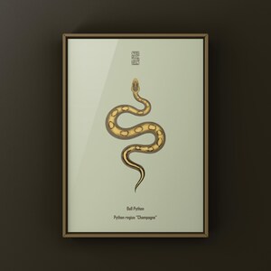 Champagne Ball Python Python regius art print by The Morph Archive, ball python morph illustration by Mingo X.