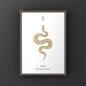 May include: A framed print showing a Ball Python illustration. The snake has a yellow and brown pattern and is centered on a white background. Text at the bottom identifies the species as Python regius "Banana Enchi".