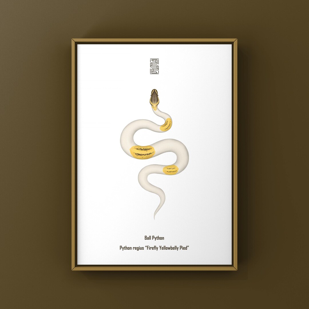 Firefly Yellowbelly Pied Ball Python Art Print (python Regius), Multi ...